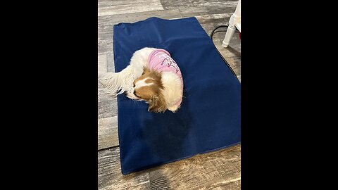 Pet Heating Pad for Dogs & Cats, [2022 Extra Large Design] Adjustable Warming Mat 4 Timers with...