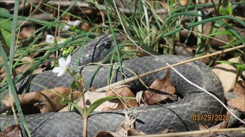 She stepped on BIG SNAKE! Kapper Outdoors Illinois homestead! NOT Landscape photography! LOL