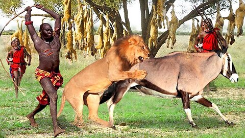 Appropriate Punishment - The Brave Maasai People Chase Ferocious Lions To Protect The Rare Deer