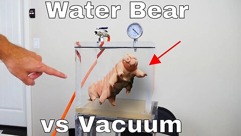 Putting Water Bears in a Vacuum Chamber to See if Water Bears Can Survive on the Moon