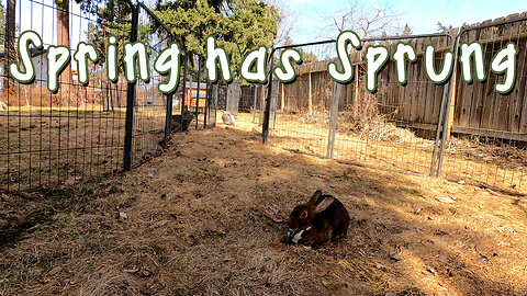 🐰 Spring has Sprung - A Bit of Bun Fun 🐇