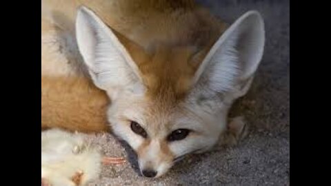 A cute Fennec Fox eating