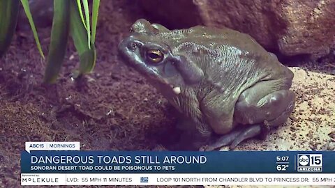 Toxic toads may be lingering in your desert yard after wet monsoon