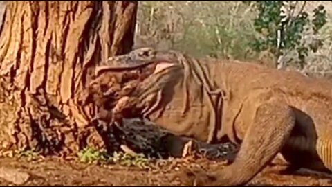 The Komodo dragon was so hungry, it mistakenly ate the tree trunk, thinking it was food😱😰