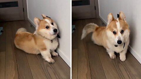 Cute Corgi Is Not In The Mood For Pictures