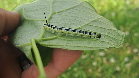 Camp Wildlife: Catalpaworm Caterpillar Tree