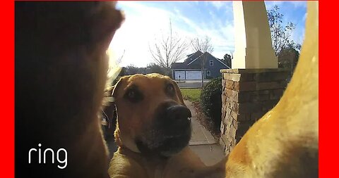 Watch How This Dog Uses a Ring Video Doorbell to Get Back In The House RingTV