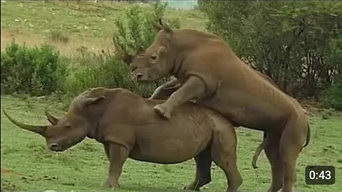 Rhinos Two Rhinos Meeting - Enjoying 🦏 - Rhinoceros in the Forest Wild Life