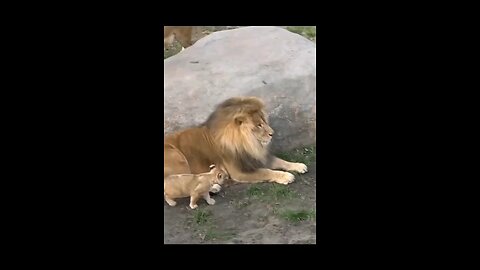 funny_Father_of_lion_and_small....🦬🦬