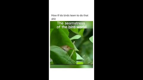 Birds are Great