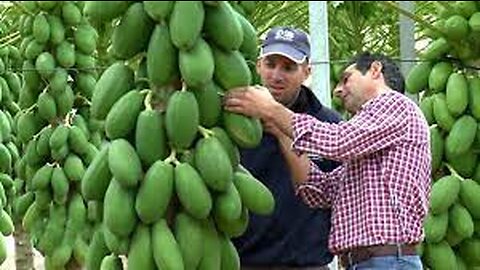 Awesome Papaya cultivation Technology - How to Grow and Harvesting Papaya