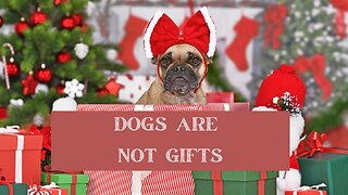 Dogs Are Not Gifts