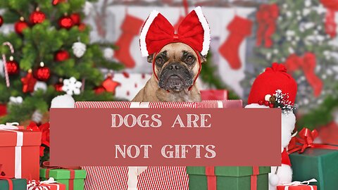 Dogs Are Not Gifts