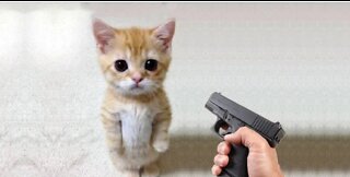 Funny cat vs gun