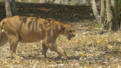 Mountain lion euthanized in the Wood River Valley