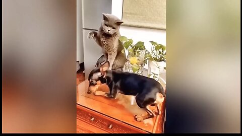 Funny animal video. How can,,😆😫😫🤣😂😂😂