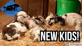 New Goat Kids Born on the Farm! #shorts