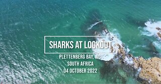 Great White Sharks Plettenberg bay 2022