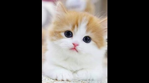 Cute cat