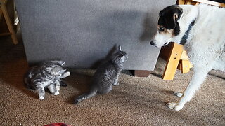 2 Dogs Watch 2 Kittens Attack Two Shoes