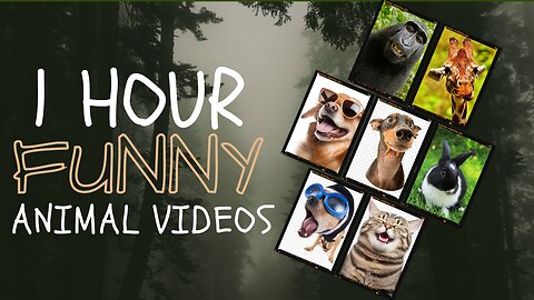 1 Hour Of Funniest Animals 😅 New Funny Cats and Dogs Videos 😸🐶 #animals #animalsvideos #don #cat
