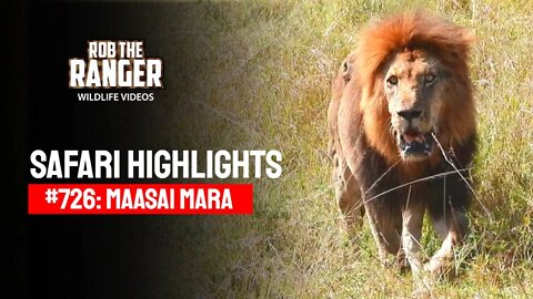 Safari Highlights #726: 20 & 21 September 2022 | Lalashe Maasai Mara | Latest Wildlife Sightings