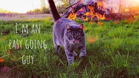 How To Make Friends With A Cat At A Bonfire