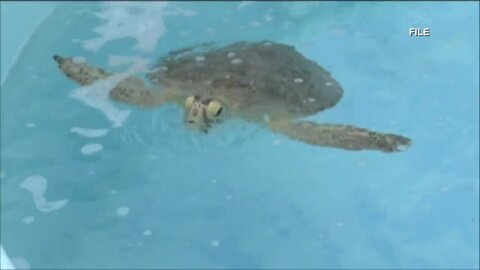 Loggerhead Marinelife Center be without turtles all summer?