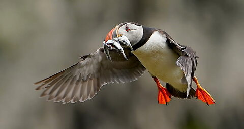 Puffin Hunts Fish To Feed Puffling | Blue Planet II | BBC Earth