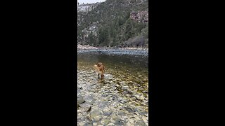 Golden retriever dog swims at the river.