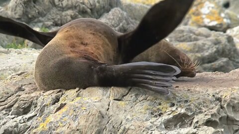 Seal relaxing on the rocks, New Zealand