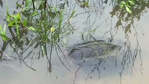 Giant Snapping Turtle! Flooded Road!