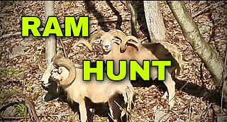 Ram Hunting with Drones