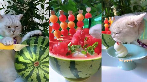 Amazing Chef Cat 😺 DIY Iced Watermelon Soda Bowl