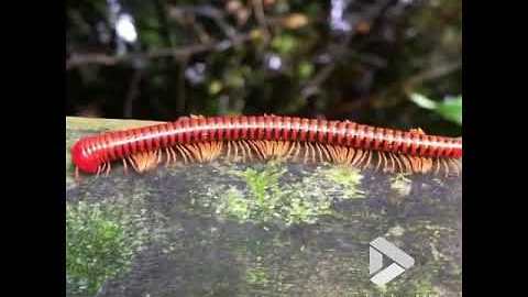 Millipede looks so trippy || Viral Video UK