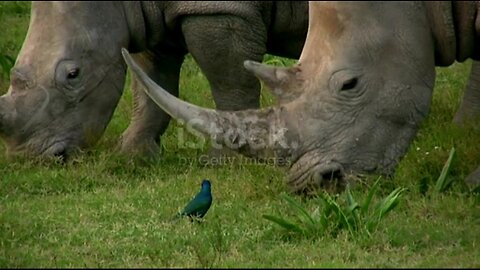 Black rhinoceros grazing and walking on grass pasture stock video . Animals videos