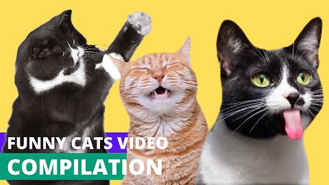 Funny Cats Video Compilation