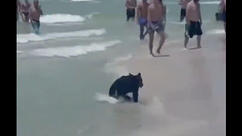 Florida Beachgoers amazed to see a black bear swimming alongside them