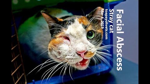 A Stray Cat with Giant Swollen Face: 10-Year-Old Female in Urgent Need of Help