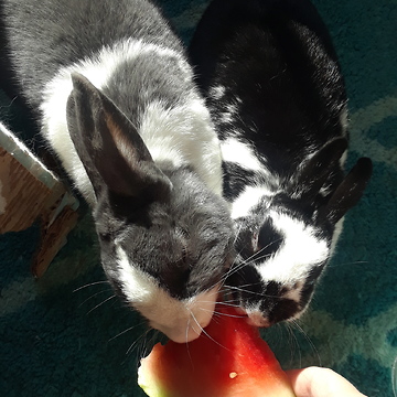 Adorable Rescued Rabbits Nibble Watermelon