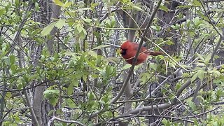 Male Cardinal cheered me up today