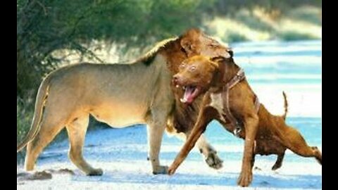 Funny dogs and fake lion