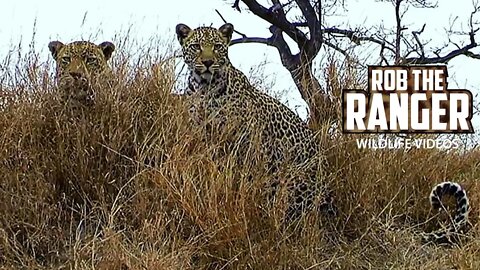 Two Very Active Leopards | Archive Leopard Footage
