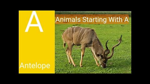 Learn Animals names with a | animals for toddlers | learn animals name start with letter a