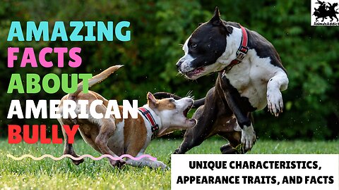 Amazing Facts About American Bully | American Bully Facts ,Traits & Characteristic | Animals Addict