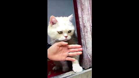 Best Funny Cat Reactions 2023
