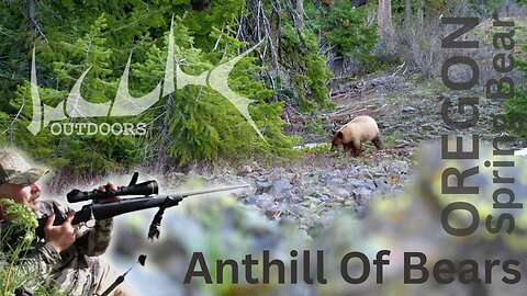 Anthill of Bears | Oregon Spring Bear