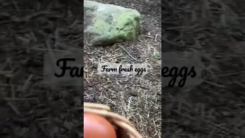 Farm fresh eggs￼