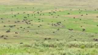 Lamar Valley Bison - how many???