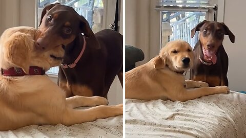Pup Shows Love To Other Dog By Adorably Nibbling His Face